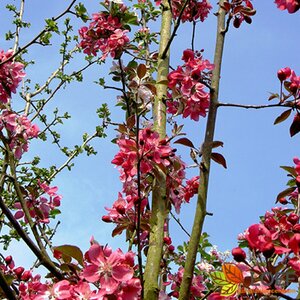 Malus 'Rudolph' 10-12 C. 