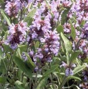 Salvia officinalis P9 - afbeelding 2