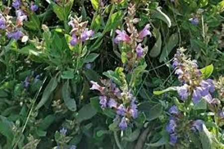Salvia officinalis P9 - afbeelding 4
