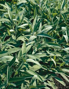 Salvia officinalis P9 - afbeelding 7