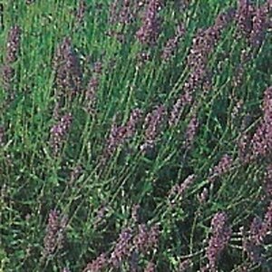 Lavandula angustifolia 'Munstead' C1.5 - afbeelding 3