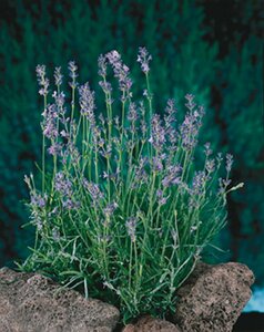 Lavandula angustifolia 'Munstead' C1.5 - afbeelding 4