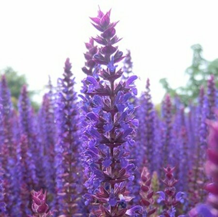 Salvia nemorosa 'Ostfriesland' P9 - afbeelding 9
