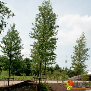 Liriodendron tulipifera 12-14 C.