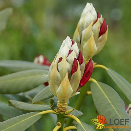 Rhododendron 'Nova Zembla' 40/50 C. - afbeelding 1