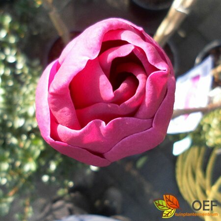 Magnolia 'Black Tulip' ST. 80 C.  - afbeelding 1