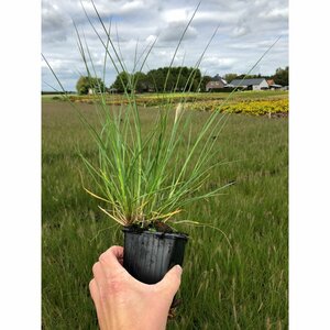 Pennisetum alopecuroides 'Hameln' C1.5 - afbeelding 13