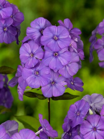 Phlox paniculata 'Blue Paradise' P9 - afbeelding 2