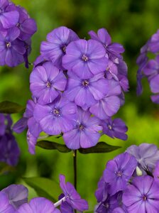 Phlox paniculata 'Blue Paradise' P9 - afbeelding 2