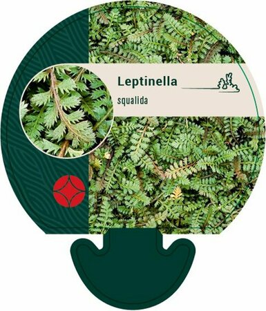 Leptinella squalida P9 - afbeelding 1