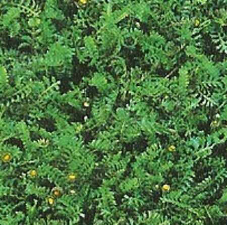 Leptinella squalida P9 - afbeelding 6