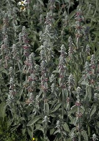 Stachys byzantina P9 - afbeelding 1