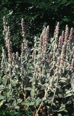 Stachys byzantina P9 - afbeelding 2