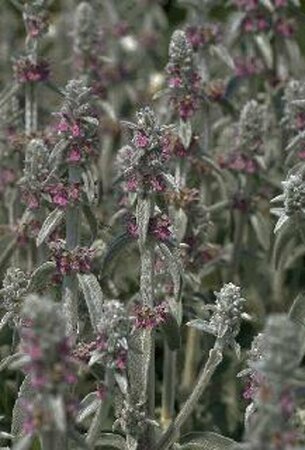 Stachys byzantina P9 - afbeelding 3