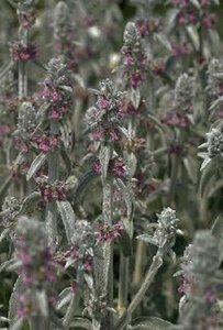 Stachys byzantina P9 - afbeelding 3