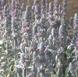 Stachys byzantina P9 - afbeelding 4