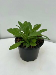 Stachys byzantina P9 - afbeelding 7