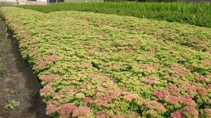 Sedum spectabile 'Brillant' P9 - afbeelding 6