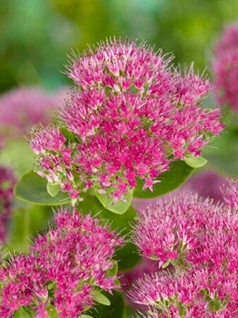 Sedum spectabile 'Brillant' P9 - afbeelding 4