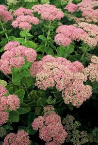 Sedum spectabile 'Brillant' P9 - afbeelding 5