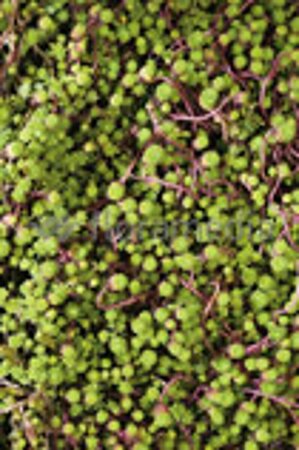 Sedum album P9 - afbeelding 6