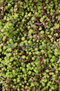 Sedum album P9 - afbeelding 6