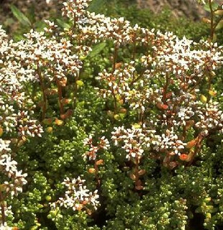 Sedum album P9 - afbeelding 4