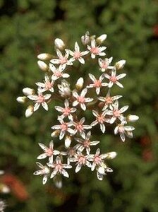 Sedum album P9 - afbeelding 5