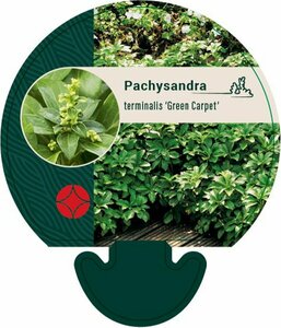 Pachysandra terminalis 'Green Carpet' P9 - afbeelding 2