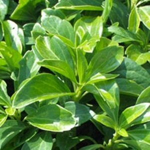 Pachysandra terminalis 'Green Carpet' P9 - afbeelding 3