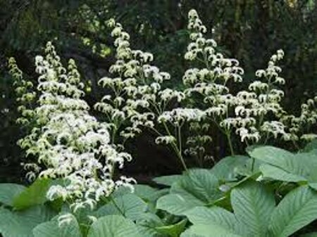 Rodgersia aesculifolia P9 - afbeelding 2