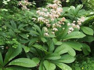 Rodgersia aesculifolia P9 - afbeelding 6