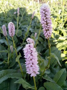 Persicaria bistorta 'Superba' P9 - afbeelding 2