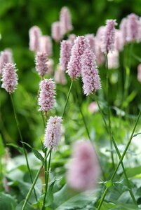 Persicaria bistorta 'Superba' P9 - afbeelding 3