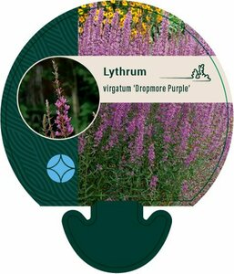 Lythrum virgatum 'Dropmore Purple' P9