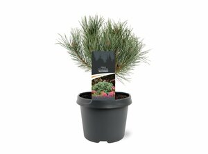 Pinus sylvestris 'Watereri' 40/50 C. - afbeelding 4