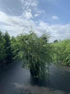 Spiraea cinerea 'Grefsheim' 100/125 KL.