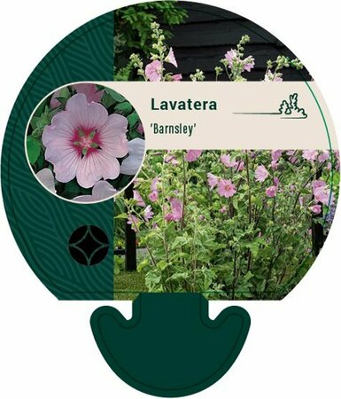 Lavatera thuringiaca 'Barnsley' P9 - afbeelding 2