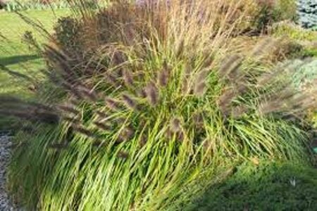Pennisetum alopecuroides 'Black Beauty' P9 - afbeelding 2