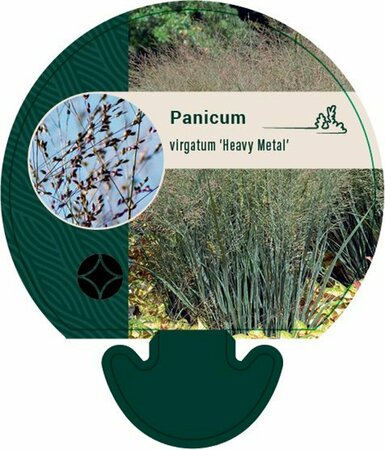 Panicum virgatum 'Heavy Metal' P9 - afbeelding 3
