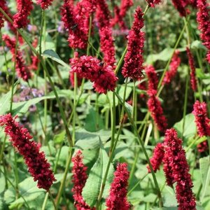 Persicaria amplexicaulis 'Fat Domino' P9 - afbeelding 4