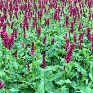 Persicaria amplexicaulis 'Taurus' P9 - afbeelding 3