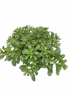 Sedum floriferum 'Weihenstephaner Gold' P9 - afbeelding 2