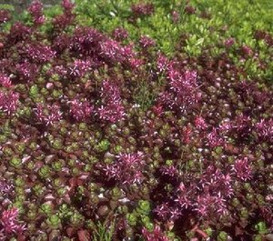 Sedum spurium 'Fuldaglut' P9