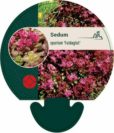 Sedum spurium 'Fuldaglut' P9 - afbeelding 3