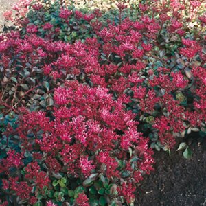 Sedum spurium 'Fuldaglut' P9 - afbeelding 5