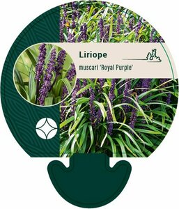Liriope muscari 'Royal Purple' P9 - afbeelding 7