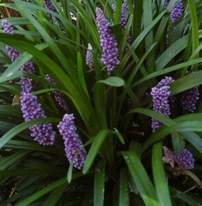 Liriope muscari 'Royal Purple' P9 - afbeelding 4