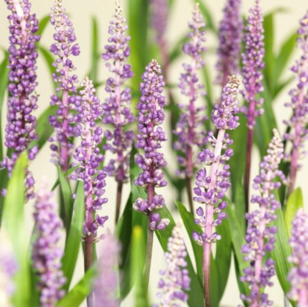 Liriope muscari 'Royal Purple' P9 - afbeelding 5