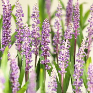 Liriope muscari 'Royal Purple' P9 - afbeelding 5